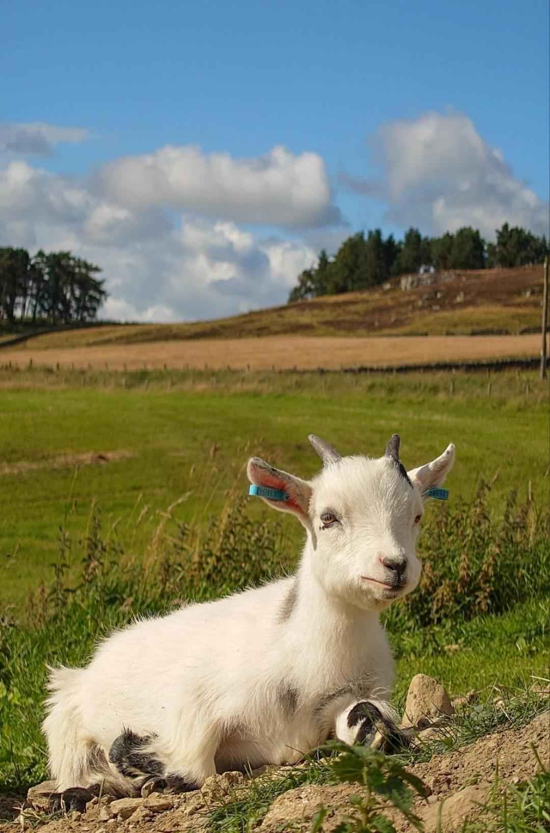 Tomnauld Farm Hotel Pitlochry Ngoại thất bức ảnh